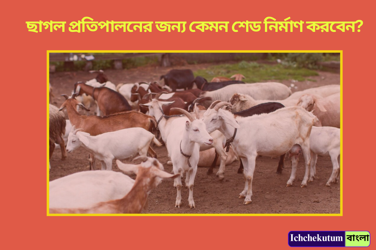 Goat Farming