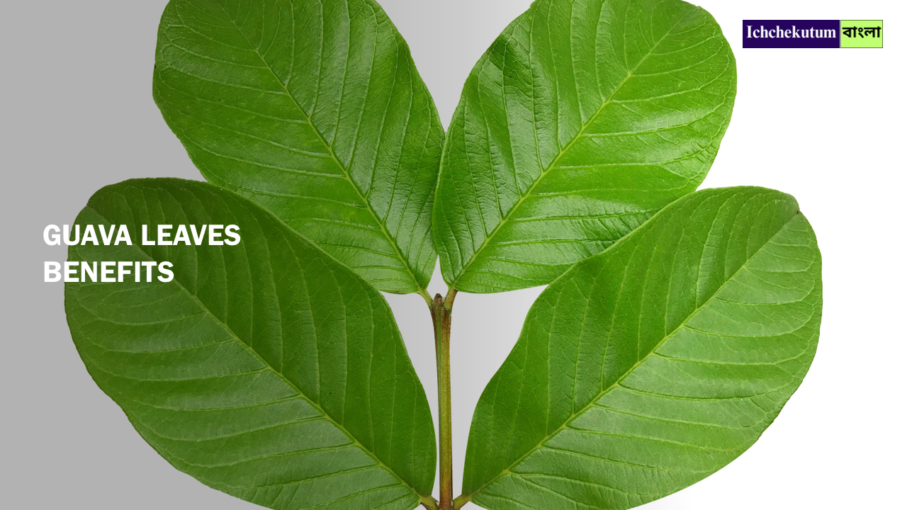 Guava leaves